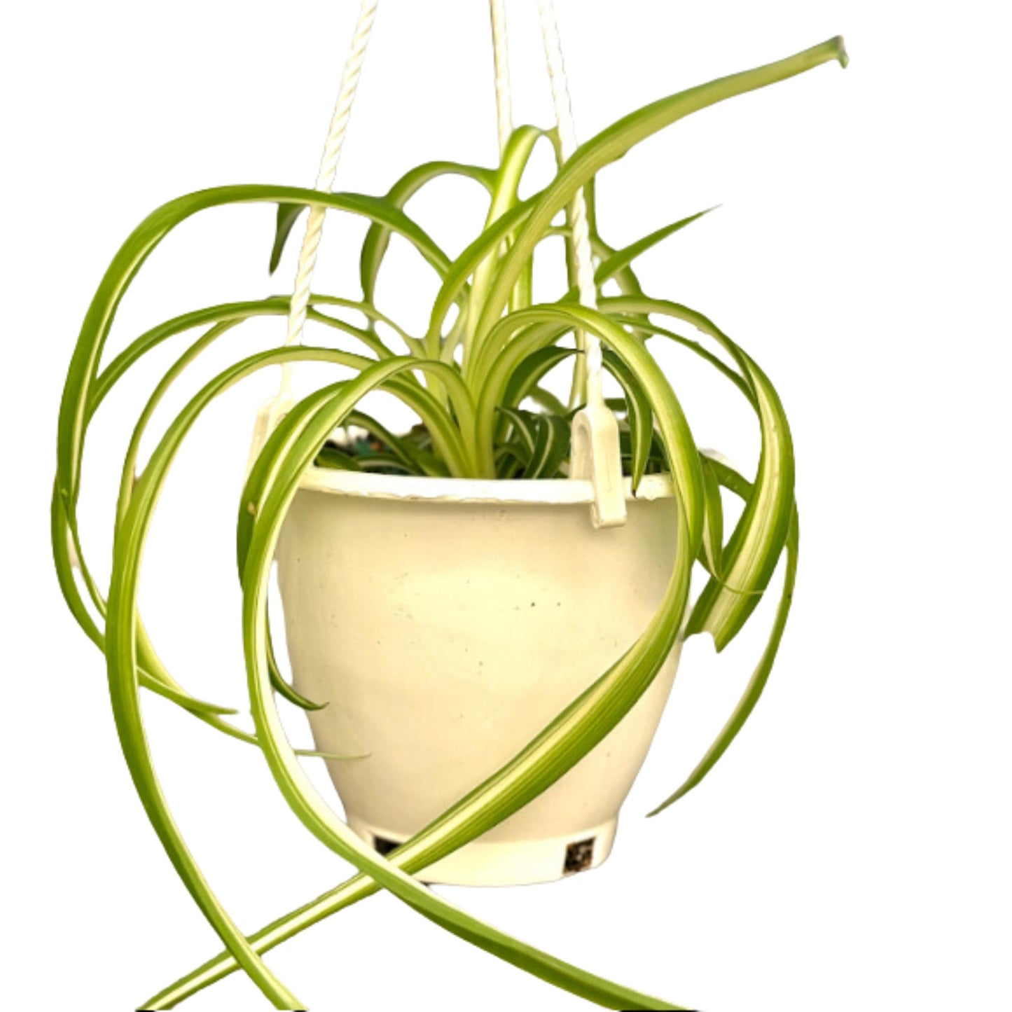 Spider Plant (Chlorophytum comosum) Live Plant in 4-Inch Pot - Easy Care Green & White Variegated Air-Purifying Houseplant for Home, Office, and Gifts (Heat Pack Included)