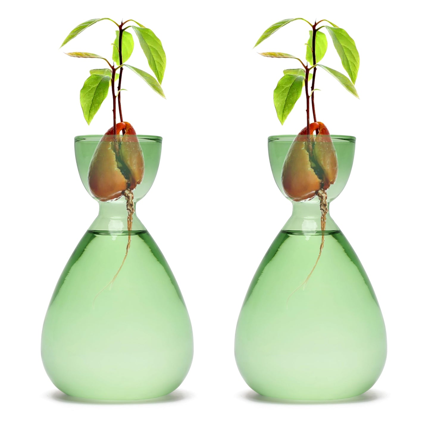 CYZglass Avocado Vase Avocado Seed Starter Vases Trees Live Plants Growing kit Glass 2pc