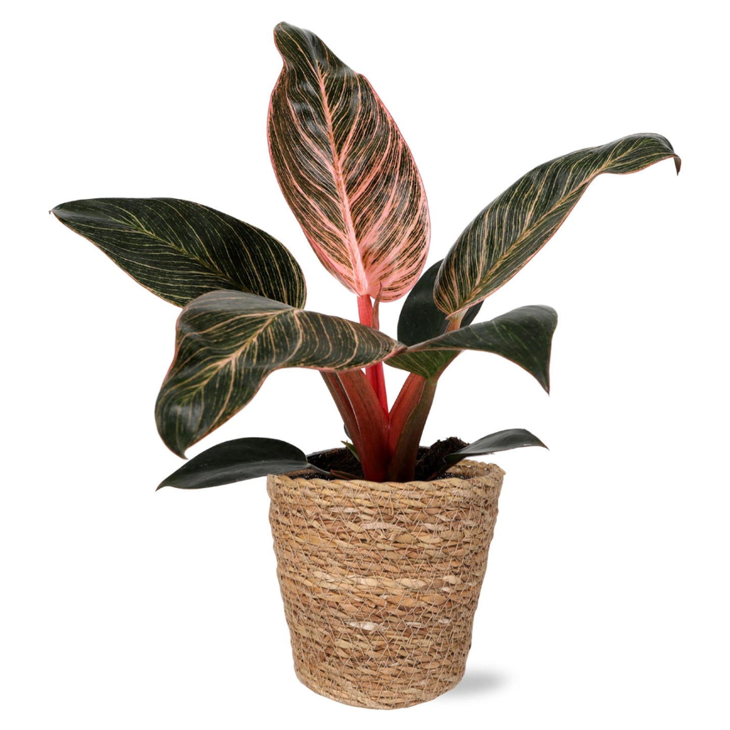 Green Circle Growers 5" Pink Bikini Plant in Seagrass Pot – Vibrant Live Houseplant for Home & Office Decor