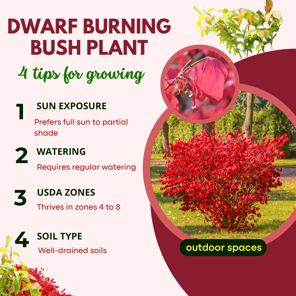 Red Burning Bush Shrub Live Plant, Dwarf Burning Bush Plant in Quart Pot, 6 to 10 Inches Height, Hardy Ornamental Shrubs for Outdoor Planting