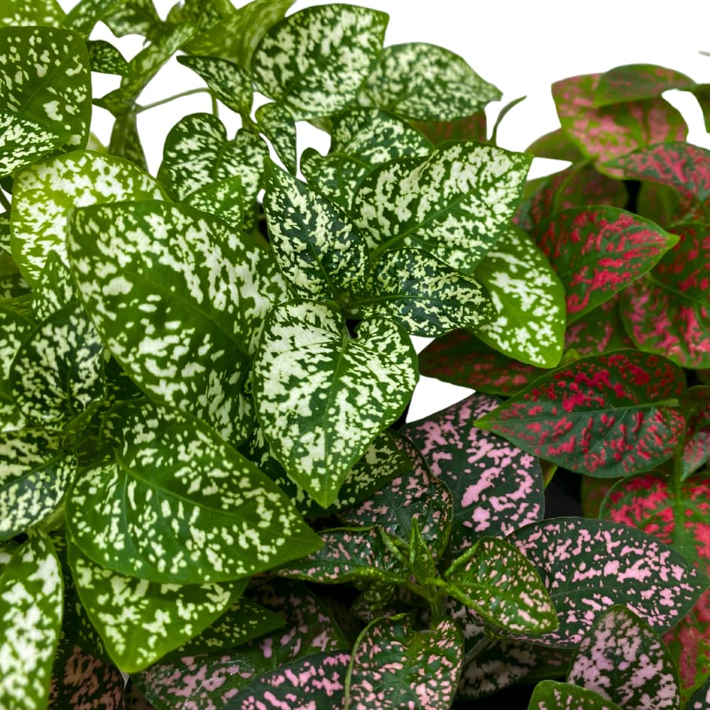 BubbleBlooms Polka Dot Plant Assortment in a 4 inch Pot Hypoestes Phyllostachya, Pink, White, and red, Flamingo Splash, Set of 3
