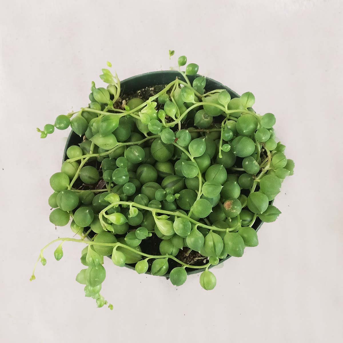 Shop Succulents | Perfect String of Pearl Succulent Plant, Ideal for Hanging Baskets or Trailing Planters, 4" Pot