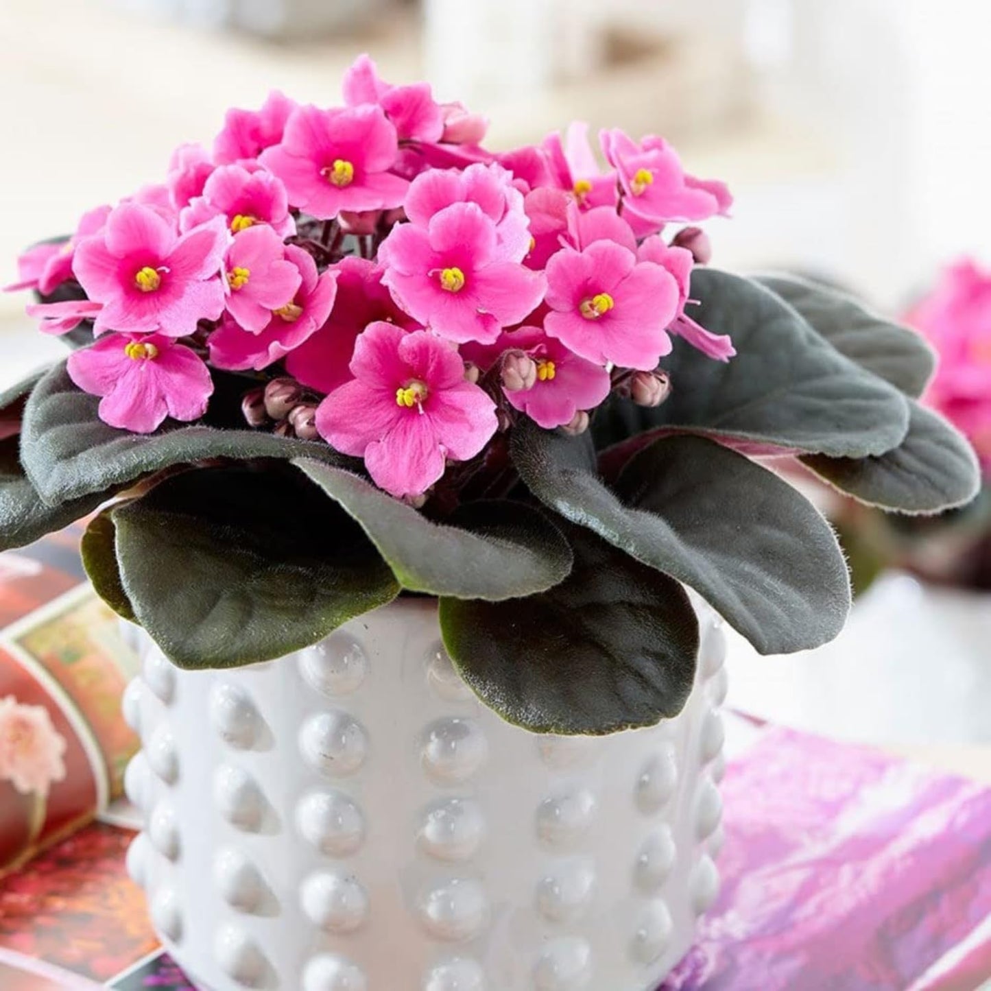 African Violets Live Plant, Pink Violet Plant Live African Violet Plants Indoor Plants Live Houseplants in 4 Inches Pot