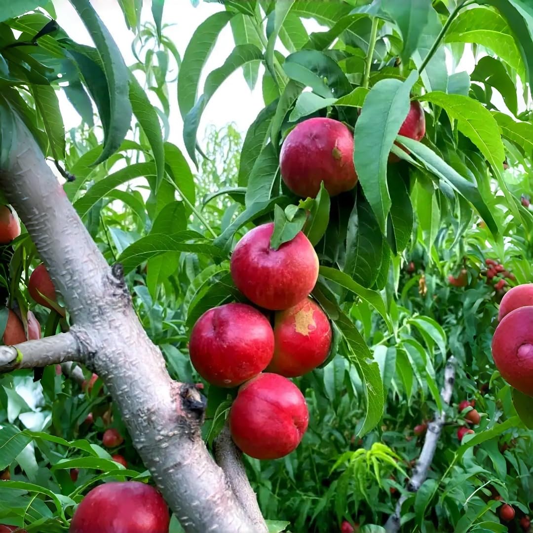 5 Nectarine Tree Seeds Non-GMO Fruit Seeds for Planting Fast-Growing, Hardy Variety Ideal for Gardeners Wanting Fresh, Homegrown Nectarines
