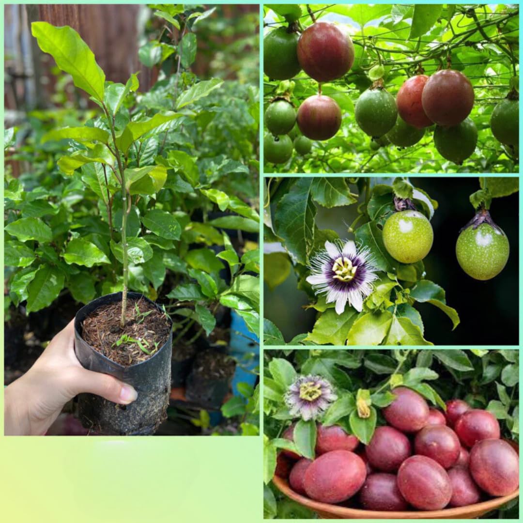 Purple Passion Fruit Tree Live Plant, Passionfruit Vine Plant, 5 to 9 Inc Tall Seedling, Passion Plant for Growing