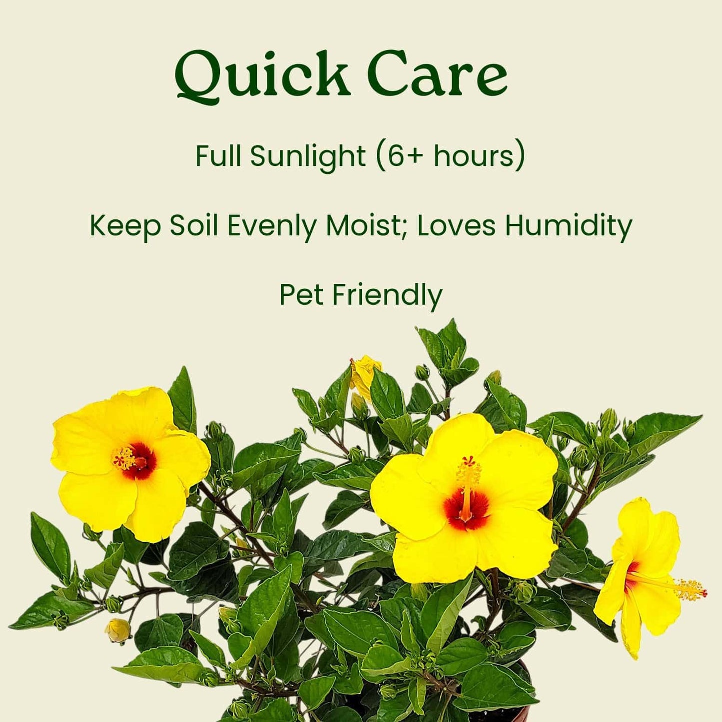Tropical Plants of Florida Dwarf Yellow Hibiscus Bush Live Plant Red Throat - 3 Gallon 22 to 26 Inch Tall Tropical Flowering Shrub Patio Garden Plant