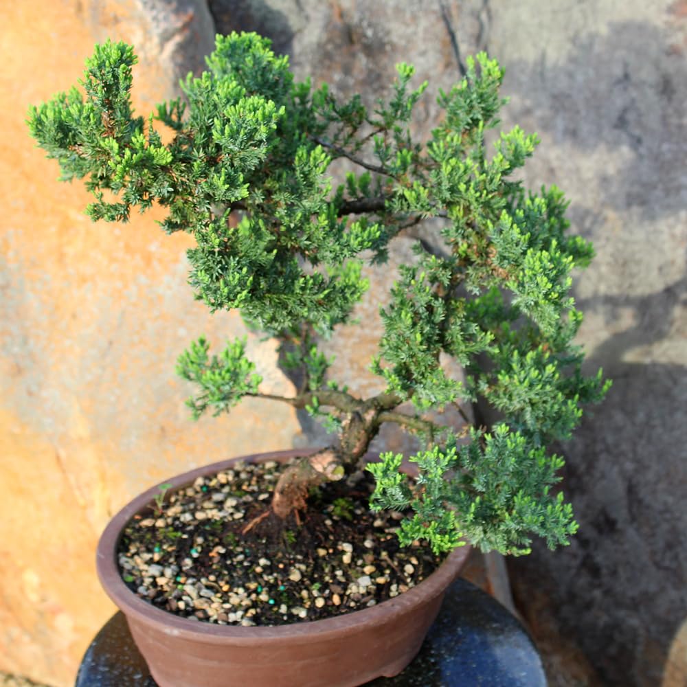 Brussel's Bonsai Live Green Mound Juniper Bonsai Tree - Large, 7 Year, 12 to 16 Inches - Outdoor Bonsai Tree Live with Bonsai Pot