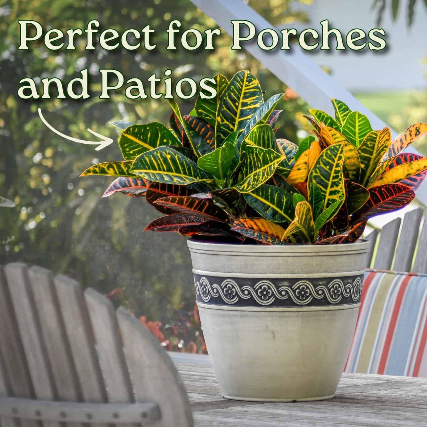 Croton Petra Plant - Tropical Foliage Plant Live - Overall Height 20" to 24" - Tropical Plants of Florida