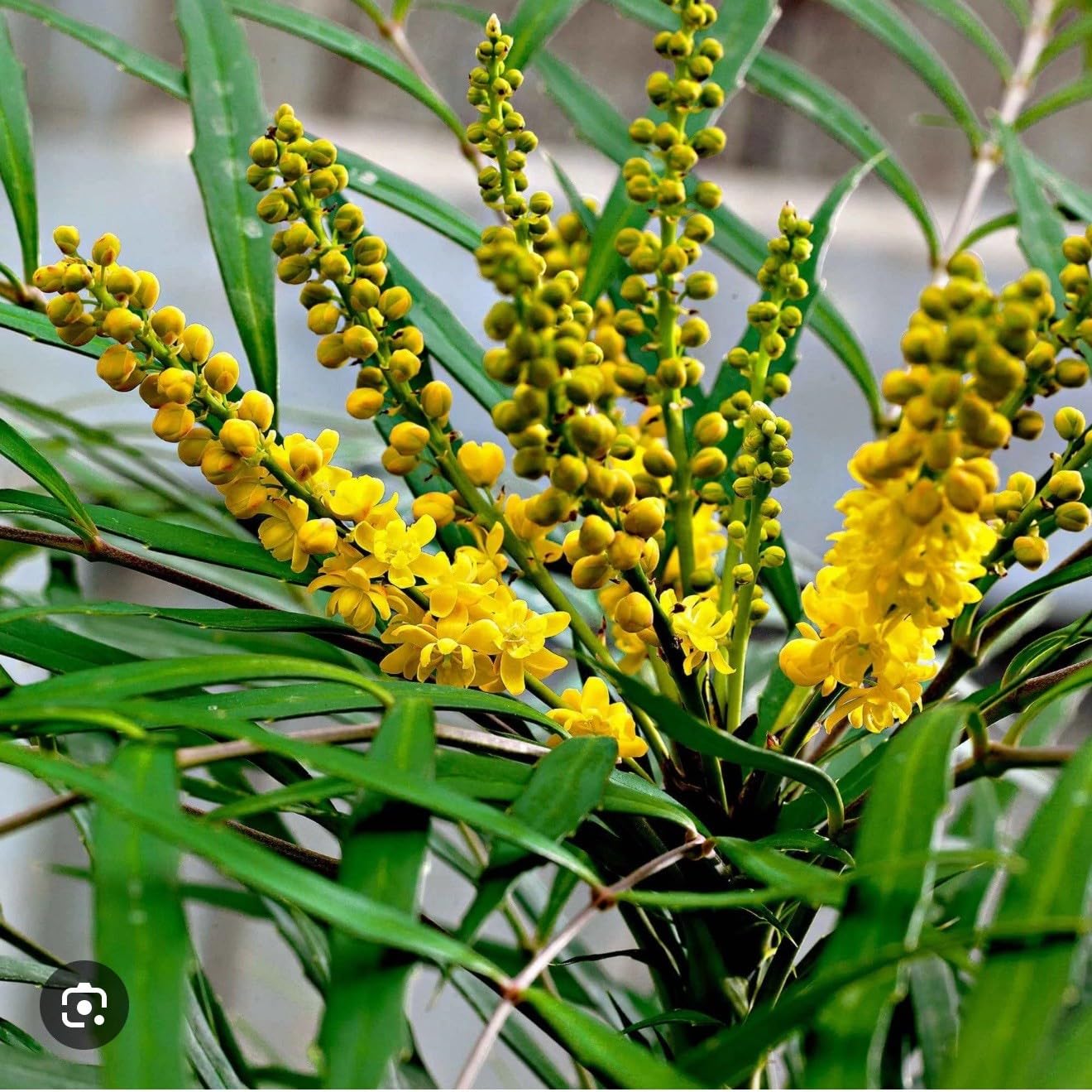 Live Plant - Soft Caress Mahoniamahonia Eurybracteata Ganpinensissmall Rooted Starter Plant