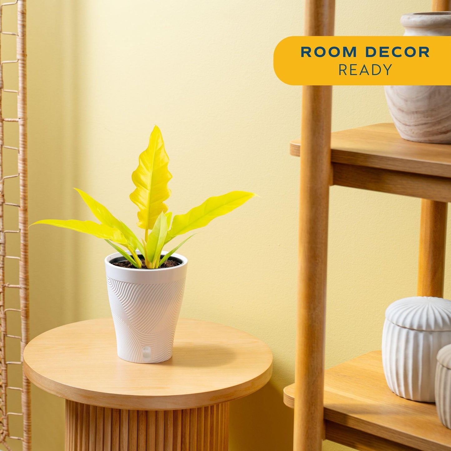 Costa Farms Philodendron Golden Crocodile Live Plant in Self Watering Pot, Air Purifying Indoor Houseplant, Home, Room, or Office Decor, House Warming or Birthday Gift, 12-18 Inches Tall