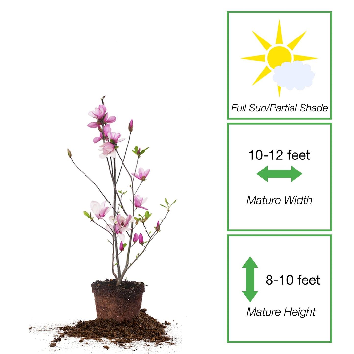 Perfect Plants Jane Magnolia Live Plant, 1 Gallon, Includes Care Guide