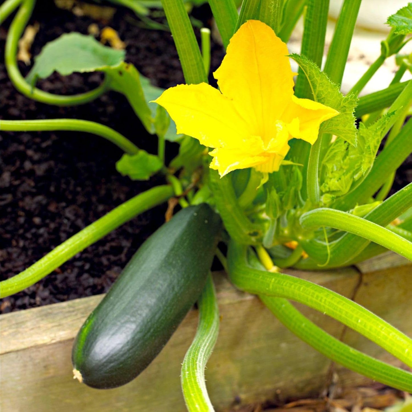 2 Live Squash Plants, 5 to 7 Inch Tall Green Squash Plants Live in 4 Inch Pot, Green Squash Zucchini Plants Seedlings,
