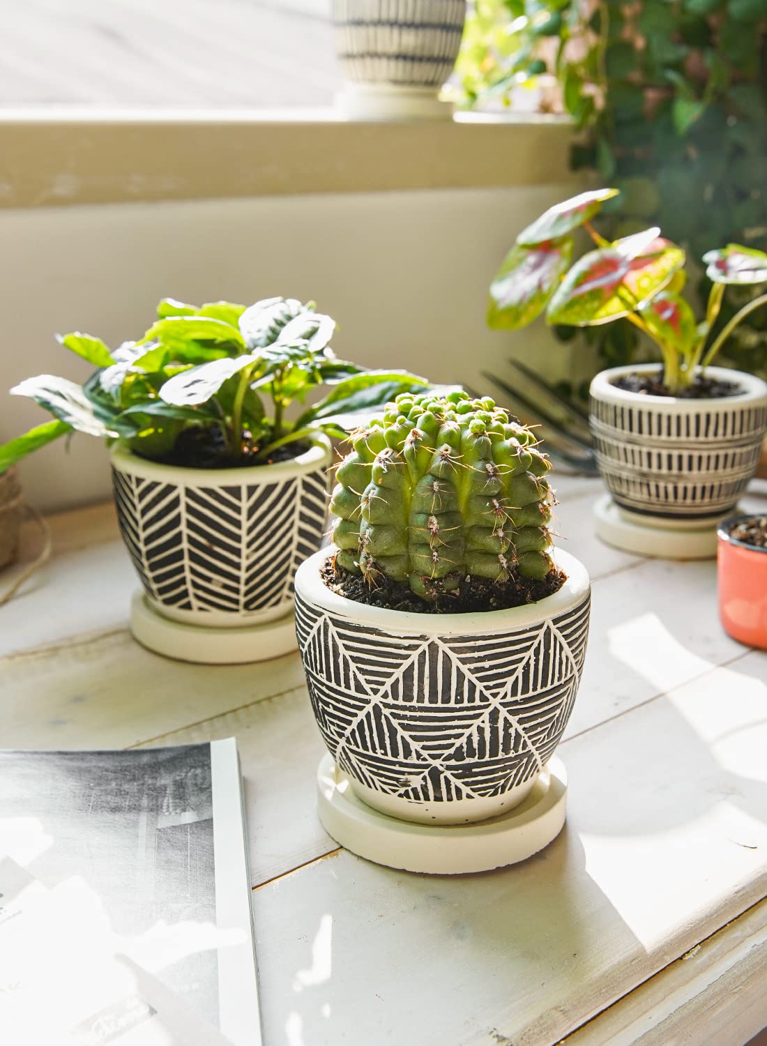 LE TAUCI 3 Inch Boho Succulent Pots, Artisanal Small Succulent Planters, Cement Small Plant Pots for Plants, Box for Mom, Women, Set of 4, Black and Cream White