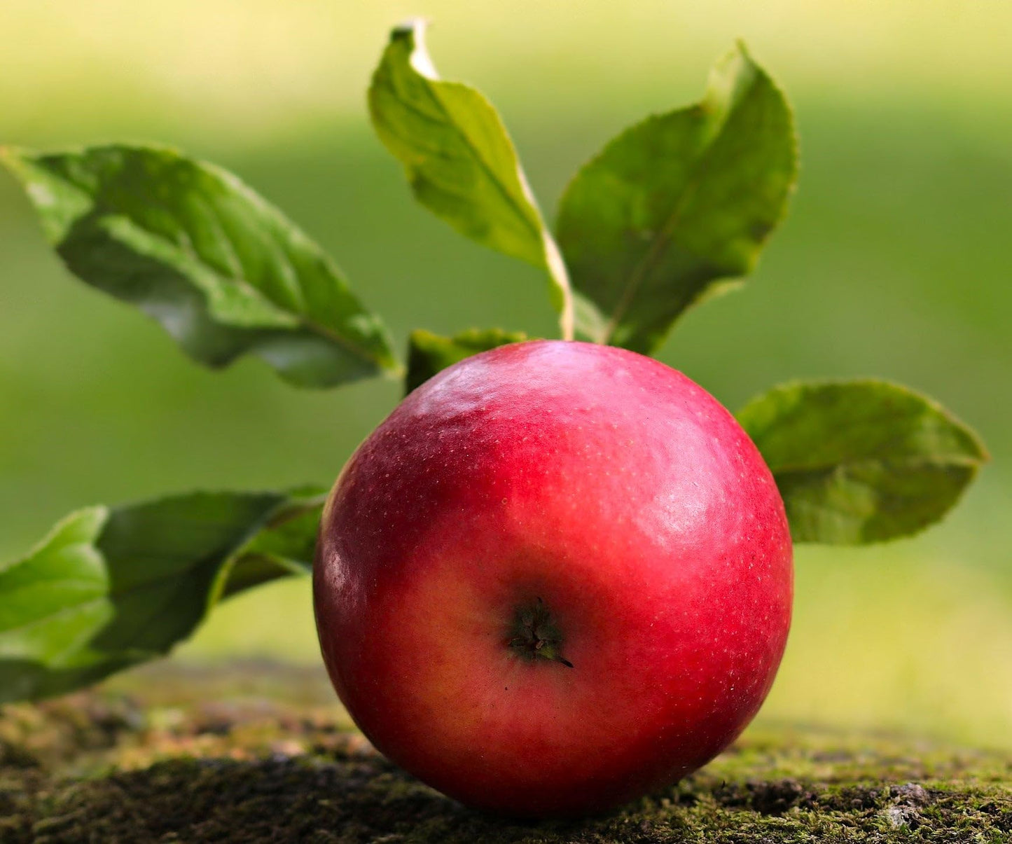 TomorrowSeeds - Red Delicious Apple Tree Seeds - 120+ Count - for 2026 Planting Malus Pumis Common Domestic American Pink Flowering Blossoms Perennial Fruit Trees Perennial Grow Your Own Home Farm