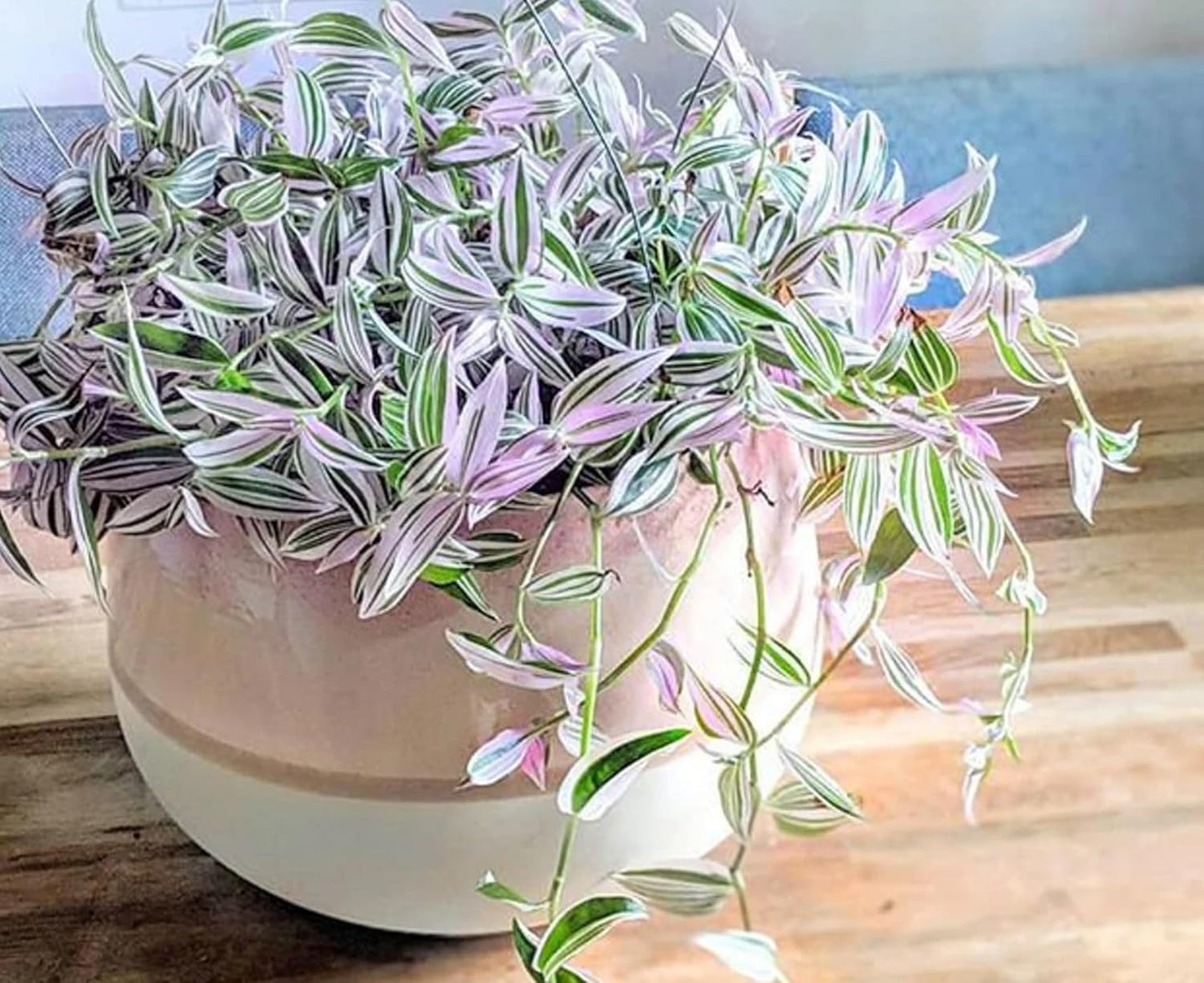 2 "Lavender Haze Wandering Jew Cuttings to Grow - Lavender Fluminensis Variegated Tradescantia - Easy to Grow Wandering Jew, Wandering Dude
