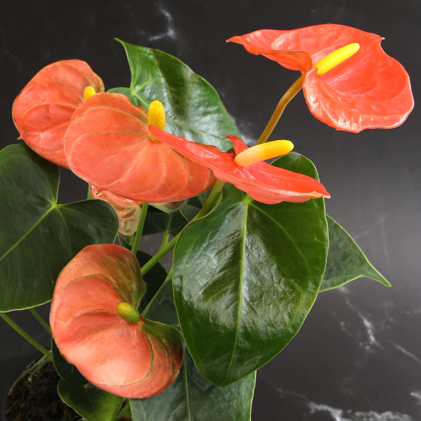 Orange Anthurium Live Plant Decor (Approx. 16-19" Tall), Real Flowers/House Plants in 6" White Pot, Floral Air Purifying Houseplants, Cool & Unique Gifts by Plants for Pets
