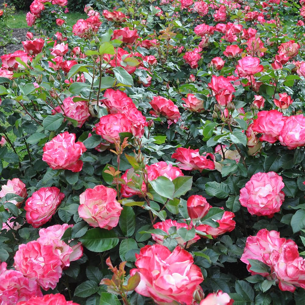 Heirloom Roses Rose Bush Live - Cherry Parfait™ Live Grandiflora Rose Plant for Outdoor Planting