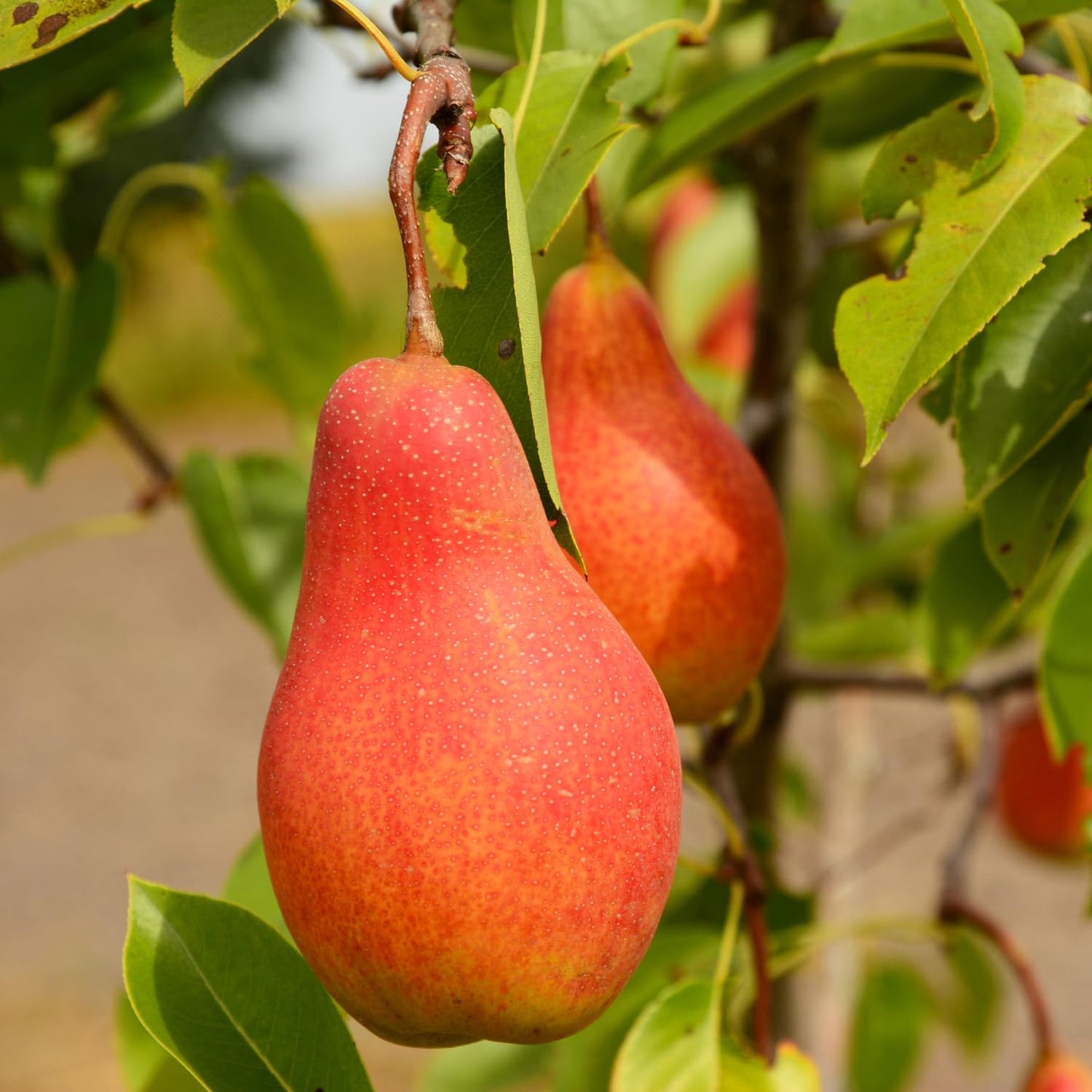 9 Months Old Pear Tree Live Plant for Spring Planting, Red-Yellow Green Pears 8-10 Inches in Tall, No Pot, Dormant in Winter, No Leaf, Cold Hardy Pear Home Orchard Yard