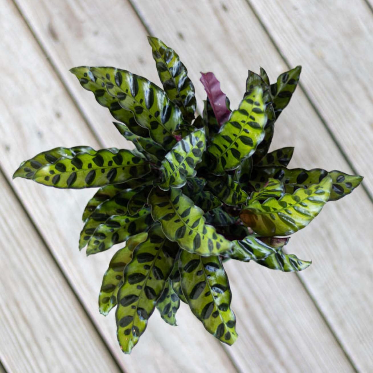 U UNITED NURSERY Live Calathea Rattlesnake Prayer Plant Goeppertia insignis Easy Care Plant Shipped in 6 inch Grower Pot