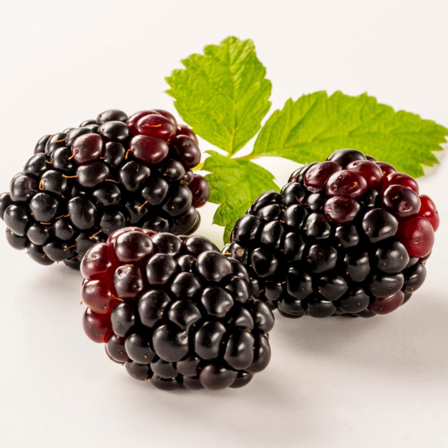 Combo 3 Sweet Boysenberry Plants Live for Planting, Fruit Bearing Vine for Home Growing, 4–6" Tall Starter Plants for Outdoor Gardens