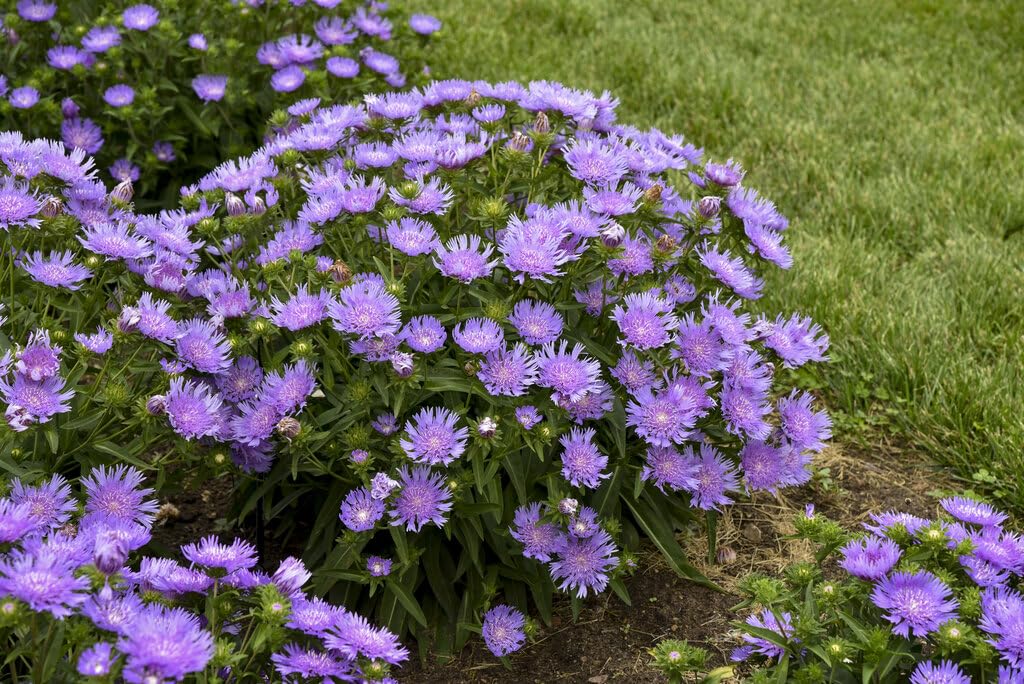 Live Plant Green Promise Farms - Proven Winners Stokesia laevis Totally Stoked Riptide Aster, Purple Flowers #1 Size Pot - Plant Does NOT Ship to AZ, CA, HI, ID, MT, NV, OR, PR, UT & WA!