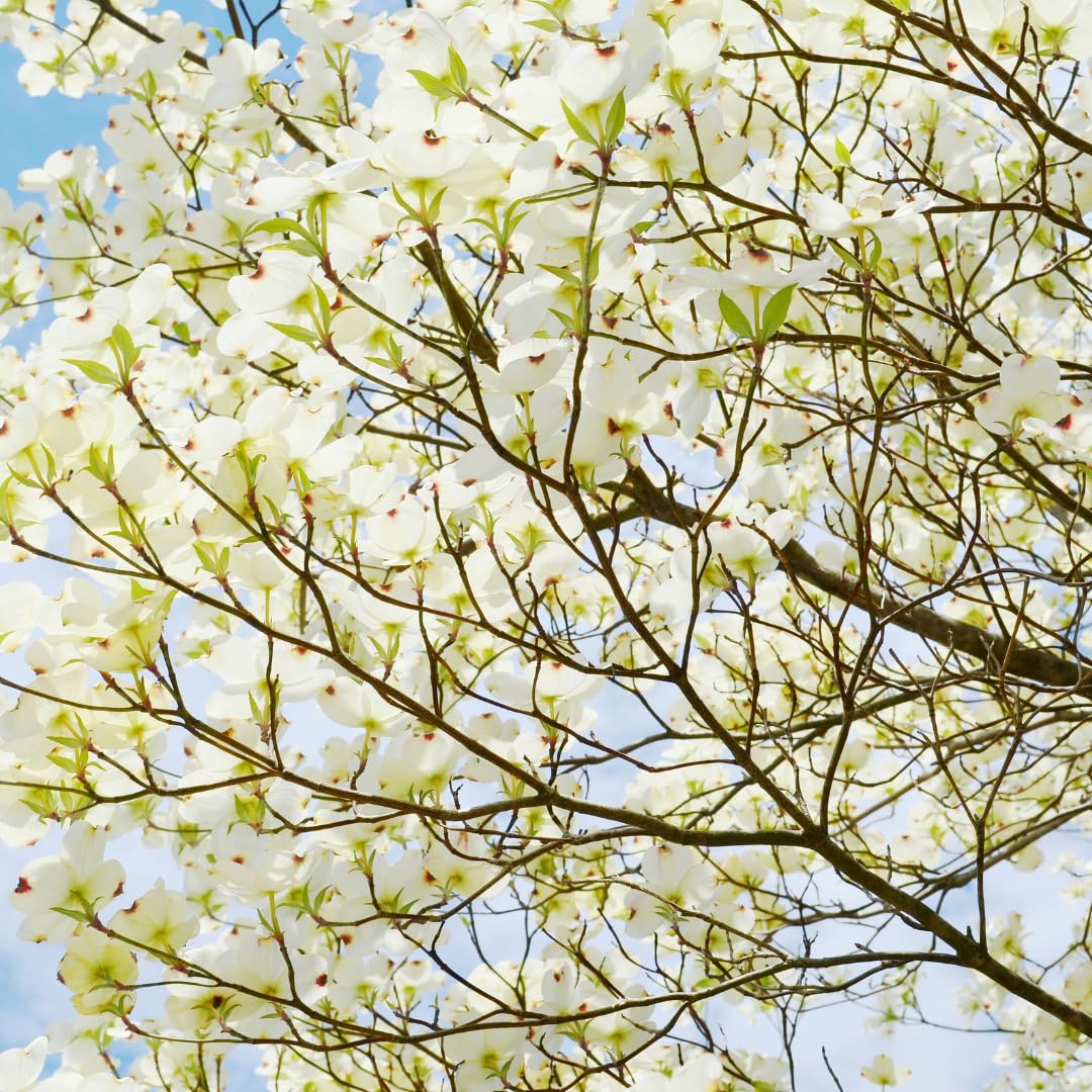 White Dogwood Tree Live Plant 6" to 1 Feet Tall, Flowering Dogwood Plant, Spring Planting Well Rooted, Cold Hardy, Ornamental Outdoor Indoor Decor