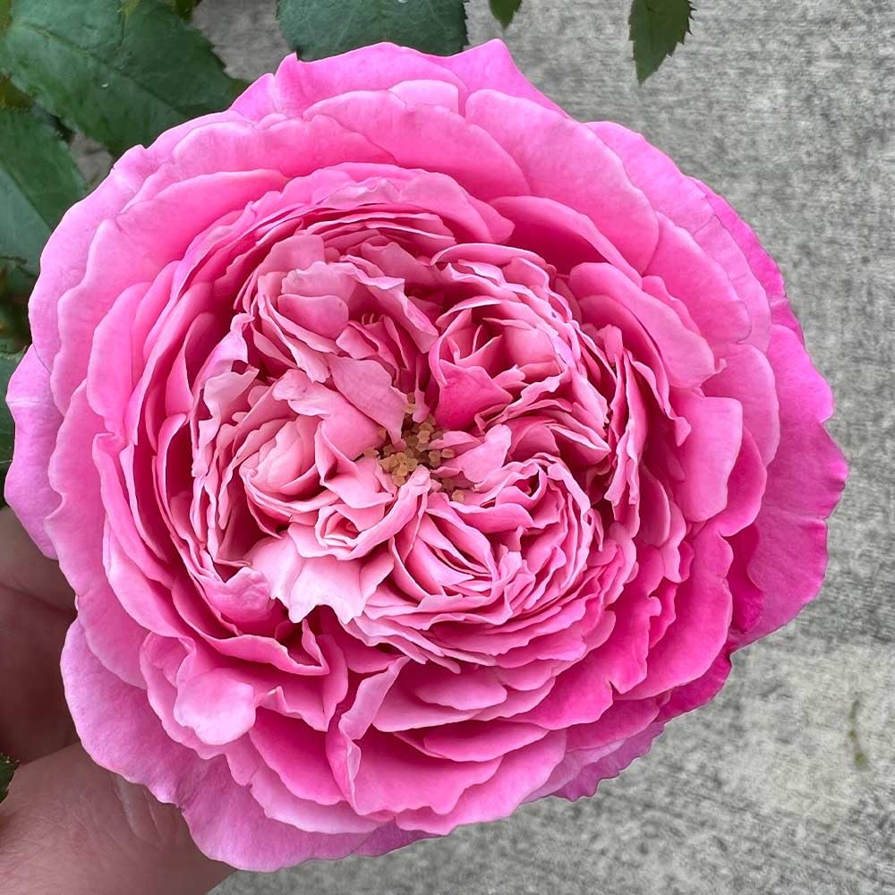 Heirloom Roses Live Fragrant Rose Plant - Sister Emmanuelle™ Pink Hybrid Tea Rose Bush for Planting Outdoors