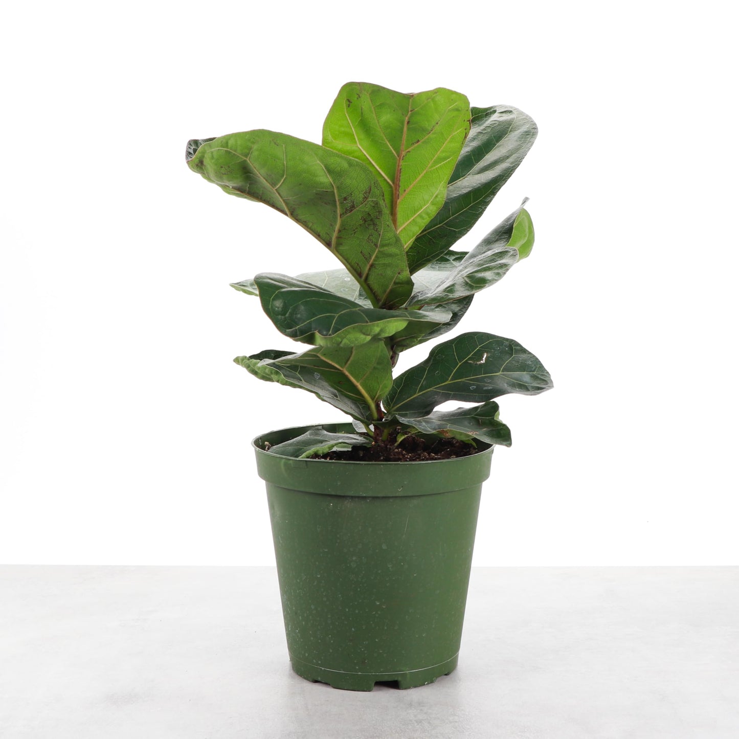 Thorsen's Greenhouse Ficus Lyrata, Fiddle Leaf Fig Plant, Rare, Live Indoor Plant, Collector Plant, Beautiful Foliage, Statement Piece, 6" Diameter Pot (Nursery Pot, 6" Pot)