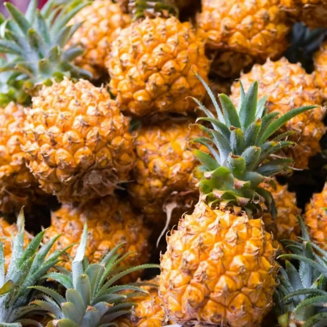 02 Pineapple Plants Live for Outdoor Full Sun Spring Planting, Cold Hardy Fruit Tree Starter from 4-6" in Tall, No Pot (Elite Gold Pineapple)