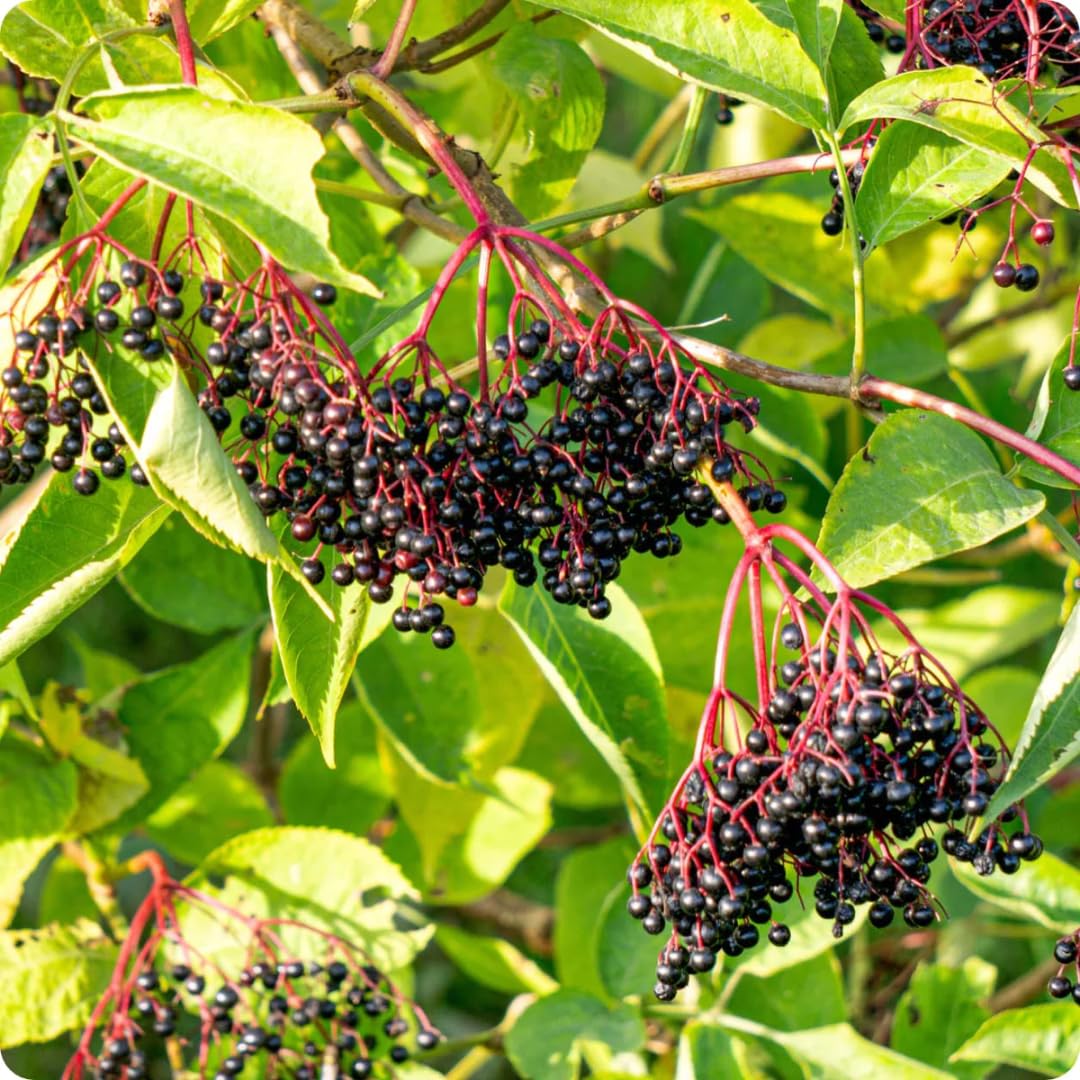 2 Black Elderberry Plants Live for Planting, 1 Year Old Well-Rooted Tree, Dormant, Cold Hardy, Elderberry Bushes, 6-12 Inches in Tall