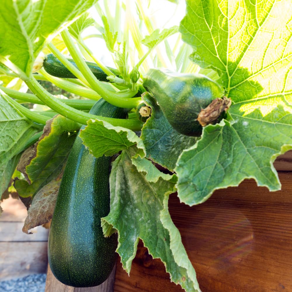 2 Squash Plants, Green Squash Zucchini Plant Live in Pot, Live Green Squash Plant, Live Squash Seedlings, Squash Zucchini Plant Live for Planting Outdoor Garden, Live Zucchini Plant Vegetable Squash