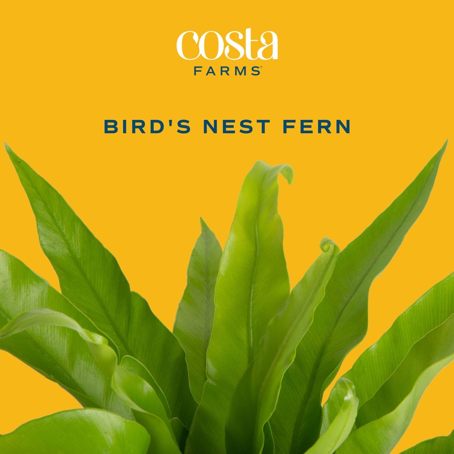 Costa Farms Bird's Nest Fern Live Plant in Plastic Pot, Air Purifying Indoor Houseplant, Perfect for Home, Room, or Office Decor, Great House Warming or Birthday Gift, 12-18 Inches Tall