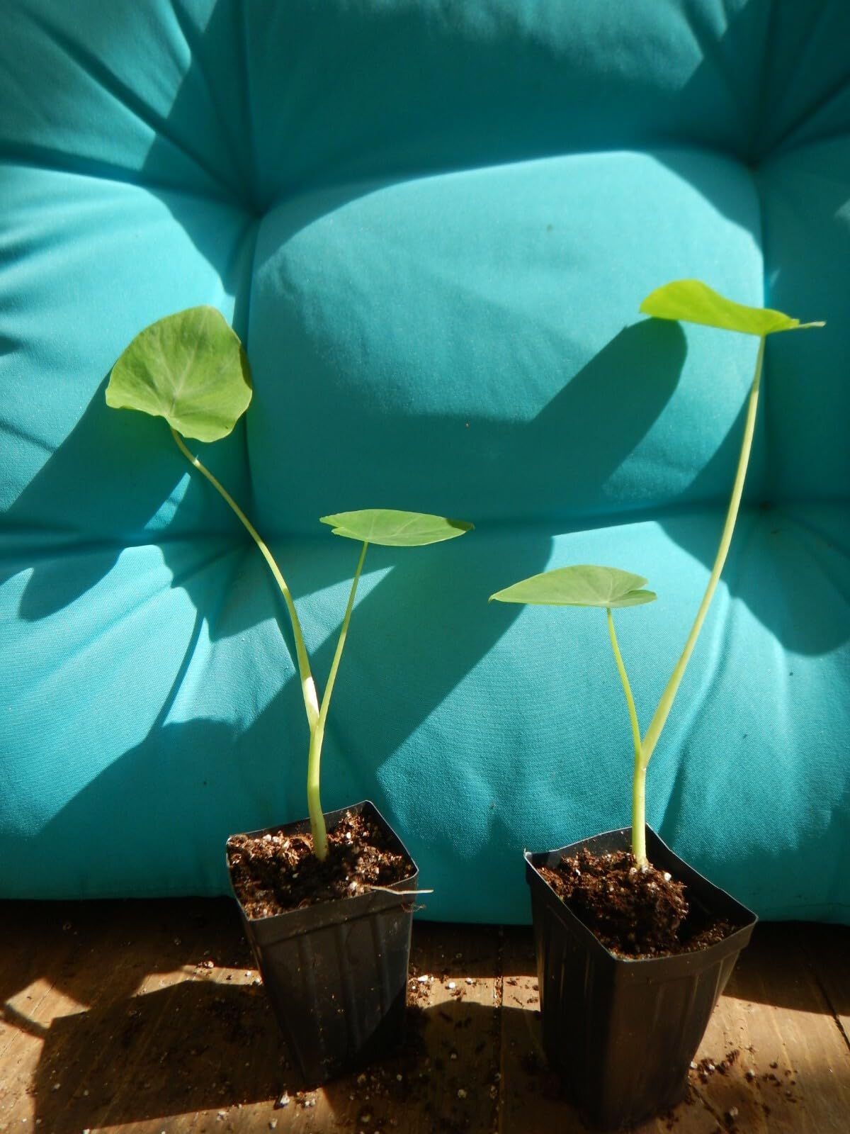 Live Plant - Jacks Giant Elephant Ear Colocasia Esculenta Starter Plant