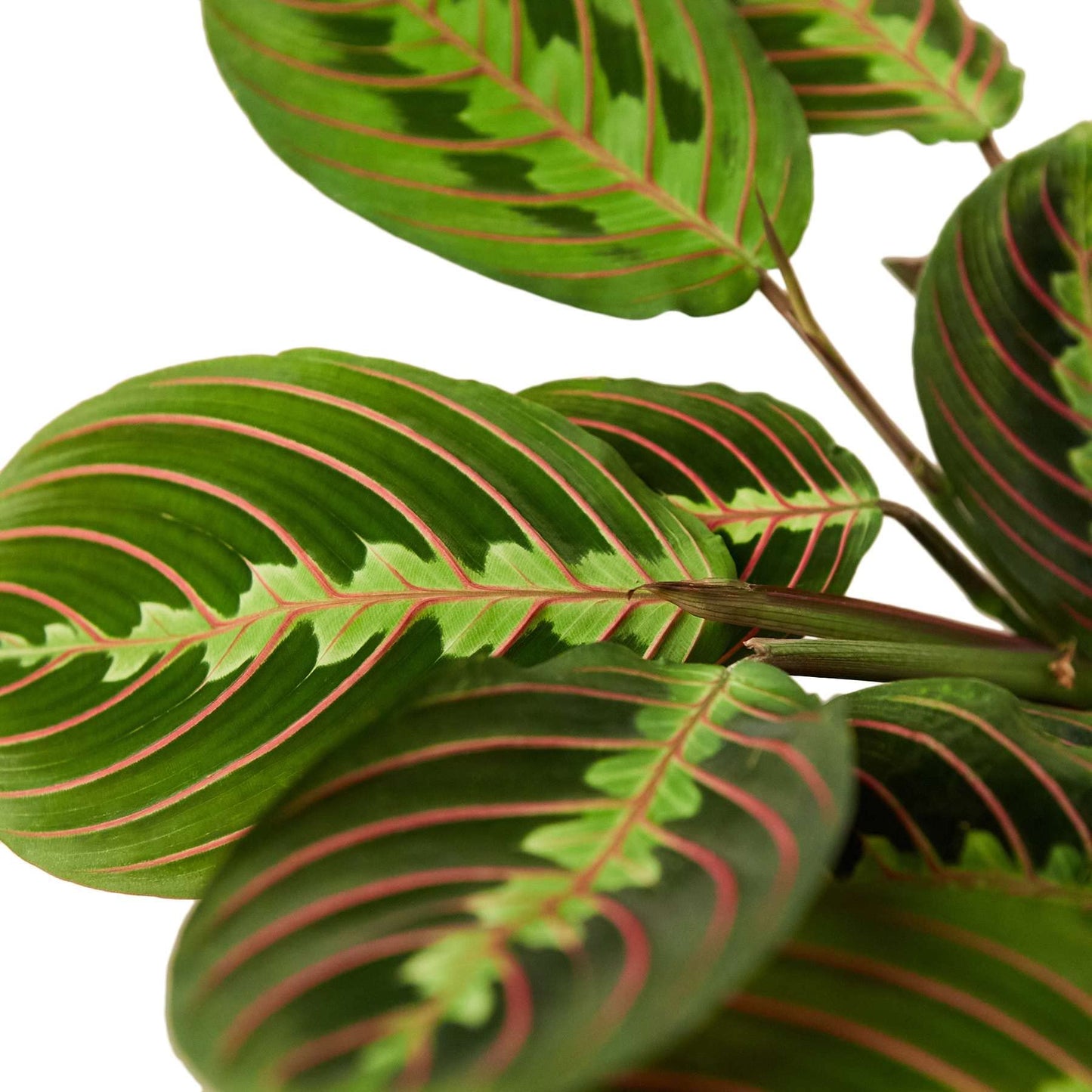 Maranta 'Red Prayer' Live Plant for Indoor | Different Houseplants in 4'' & 6'' Pot | Real House Plant for Living Room, Office, Desk & Bathroom | Prayer Plant