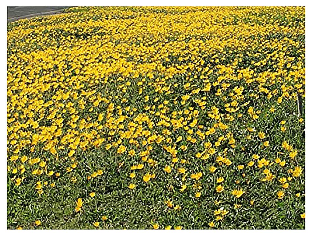 1200 Goldfields Seeds - Carpet of Low Growing Yellow Daisy Type of Wildflower for Sandy and Dry Clay Soils