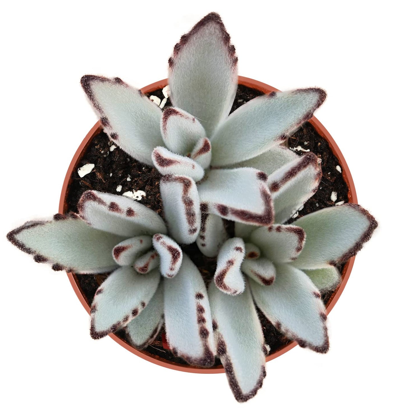 Sprout N Green Kalanchoe Tomentosa Panda Plant with 4 inch Starter Pot, Rare Live Succulent Plant Fully Rooted, Home Office Indoor Outdoor Wedding Decoration DIY Projects Party Favor