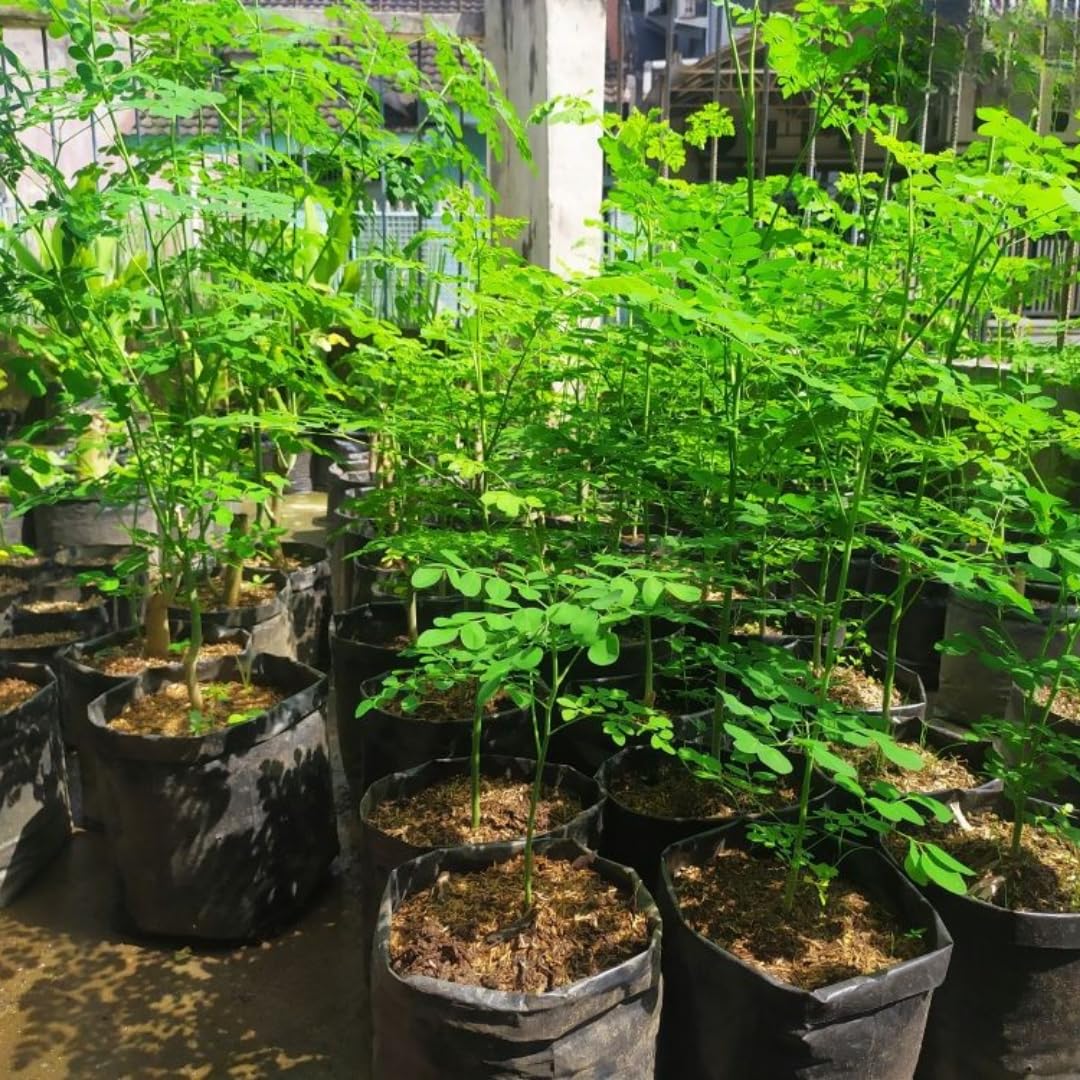 Moringa Oleifera Tree Live Plant, 4 Months Old Malunggay Plant in Pot, Well-Rooted Drumstick Trees Ready to Grow Outdoor