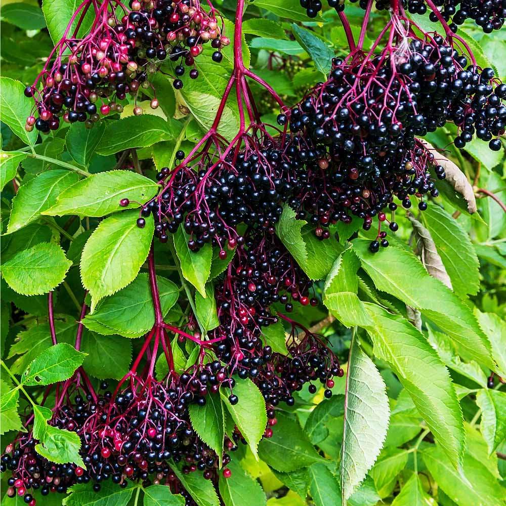 1 Adams Elderberry - 1-2 Year Old Live Plant - Pruned & Ready for Planting
