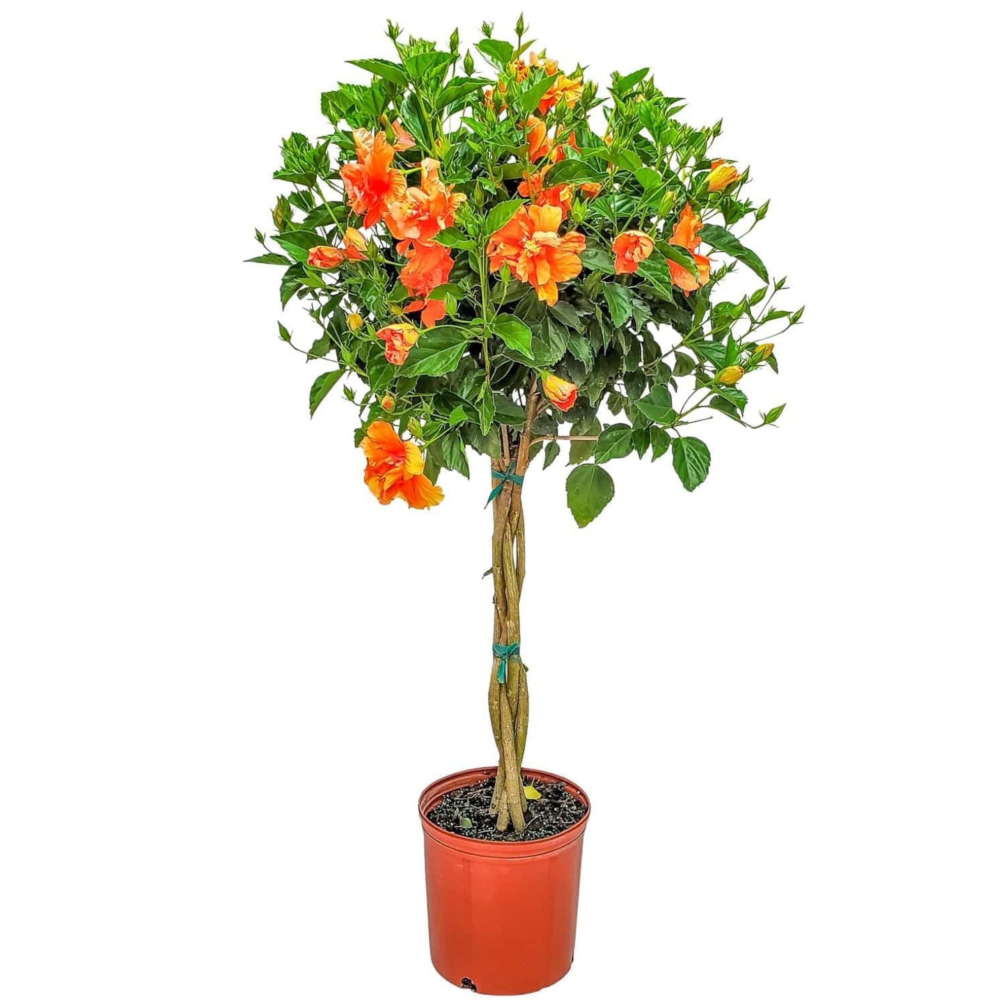 Braided Live Hibiscus Tree - Double Peach Flower - Tropical Plants of Florida - Overall Height 38" to 44" (Plant Only)