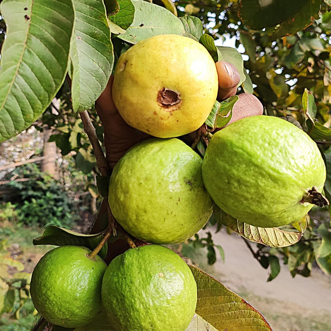 Pink Guava Plant Live, Sweet Tropical Guava Fruit Tree, 2–3 Ft Tall in 3 Gallon Pot, Ready to Grow, No Ship to CA