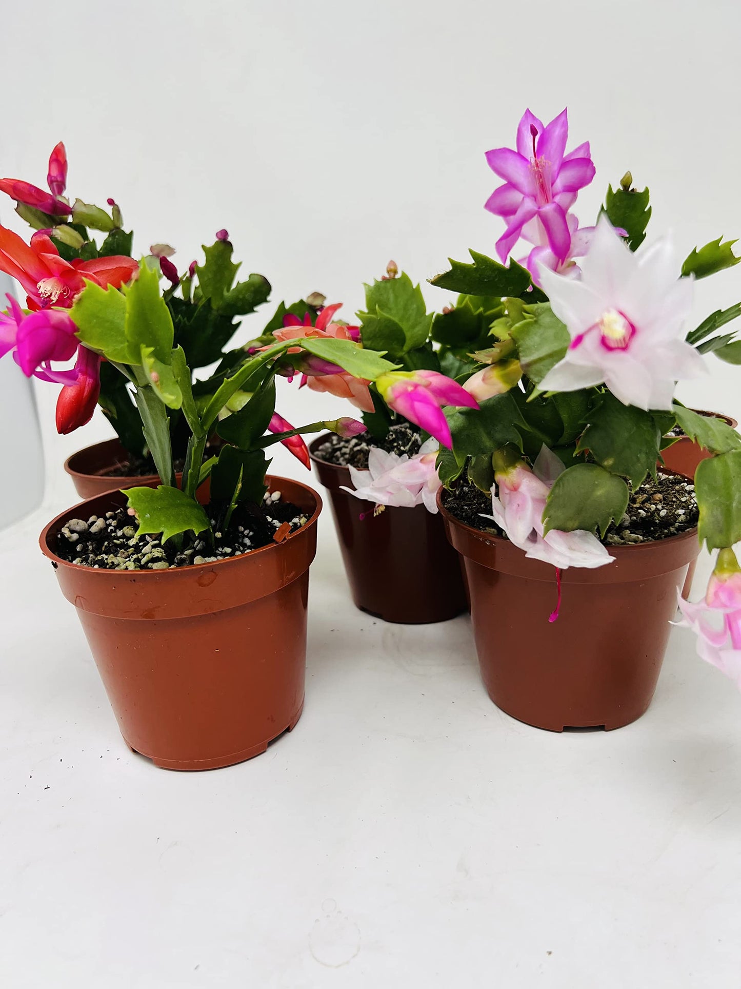 JM BAMBOO Christmas Cactus Party of 3 Plants -Unique Zygocactus Plants 4inch pots