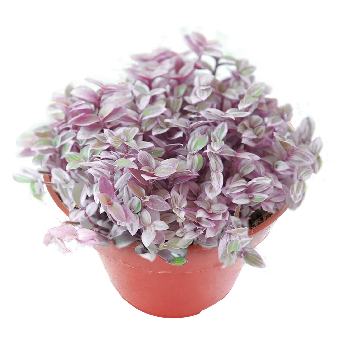 Sprout N Green Rare Pink Succulent Callisia repens 'Pink Lady', Live Plant Fully Rooted in 4" Pot, Home Office Wedding Decor DIY Project Party Favor, Garden Beginner Friendly, Keep Away from Pets