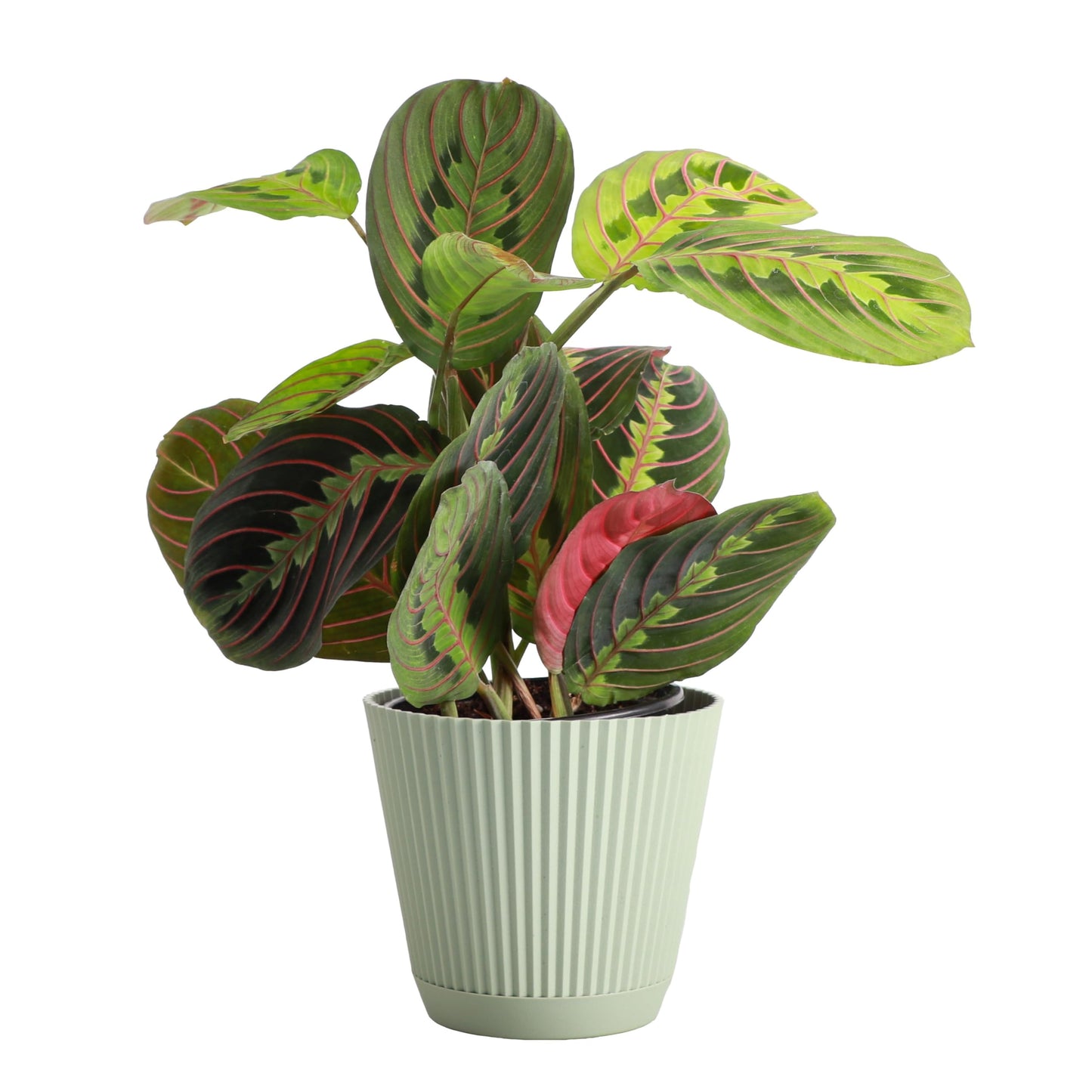 Thorsen's Greenhouse Red Prayer Plant, Live Indoor Plant, Pet Friendly, Popular Houseplant, Red Maranta, Easy to Grow, 4" Diameter Pot (Sage)