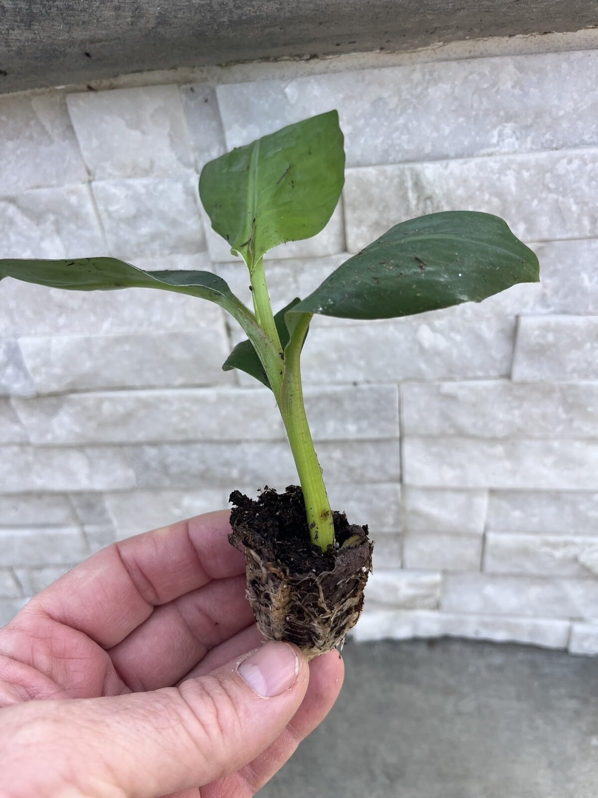 Live Plant - Musa Mona Lisa FHIA 02 Banana Tree Strawberry Flavor. 10 Plants