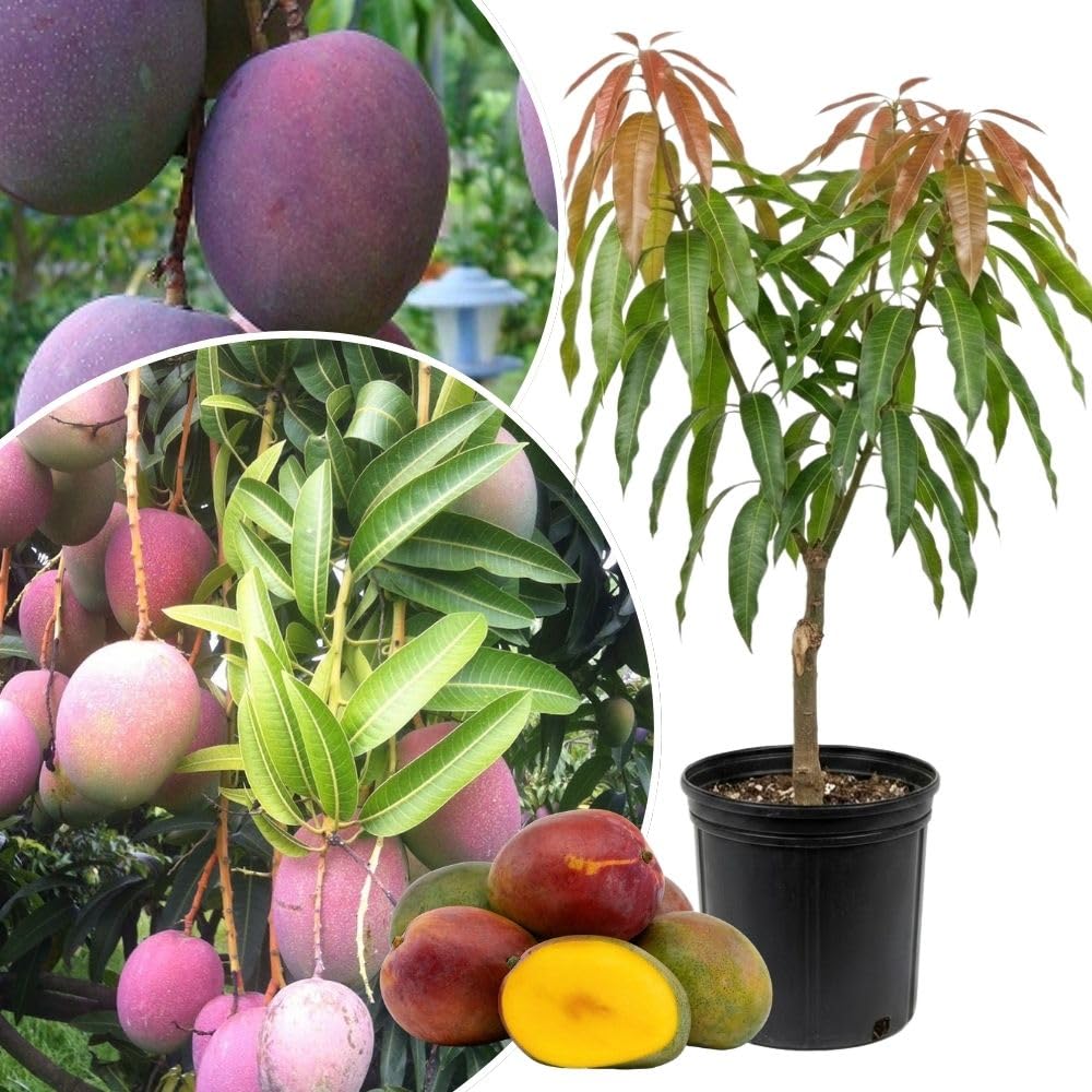 Tommy Atkins Mango Tree 2-3 Gal Pot, Grafted Mango Plant for Backyard Garden Patio, Live Tropical Fruit Tree