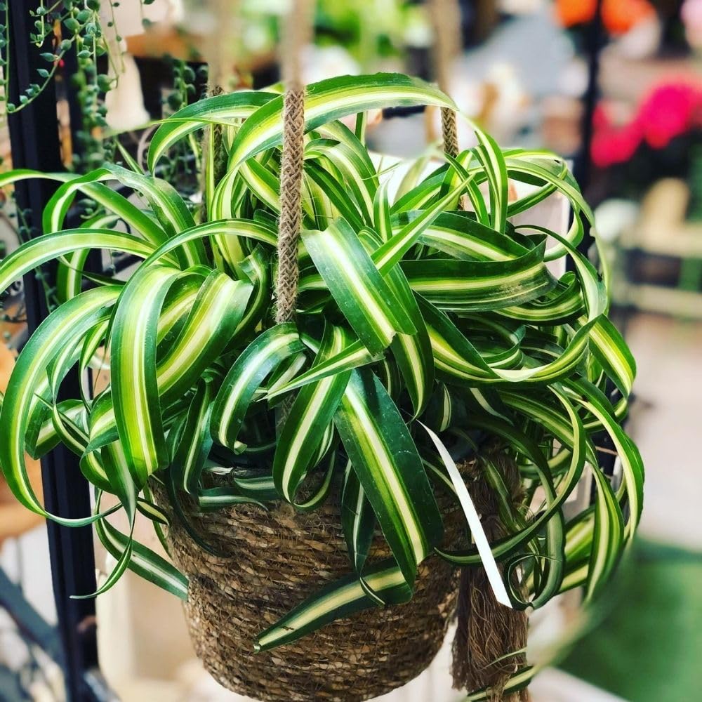 Variegated Curly Spider Live Plant 2" Pot, Spider Plants, Chlorophytum Curly Spider Airplane Plants for Planting Indoor Outdoor