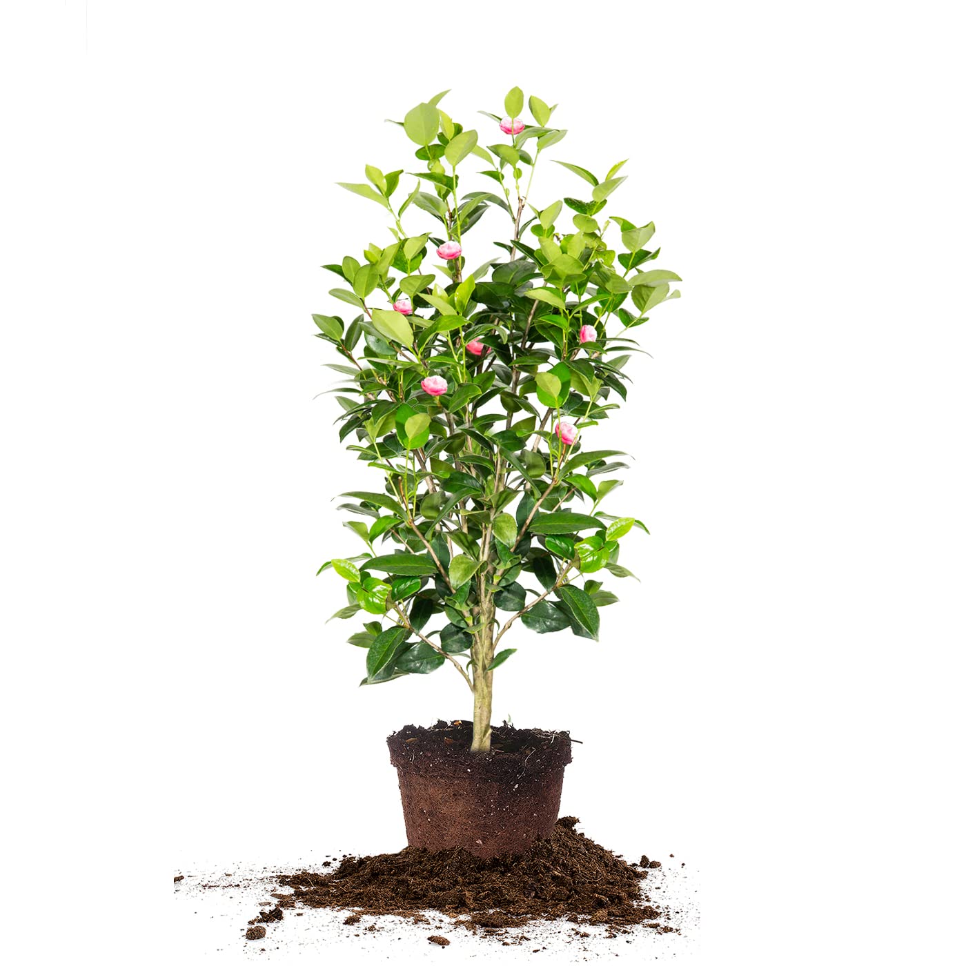 Perfect Plants Pink Perfection Camellia Bush 3 Gallon | Live Shrub for Outdoor Planting | Evergreen Foliage Stays Green All Year Long | Beautiful Pink Flowers in Spring