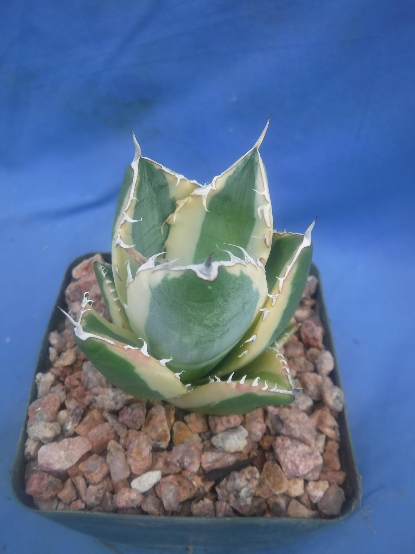 Agave Snaggle Tooth Beautiful Variegated Starter Plant! 2" to 3" Wide! Shipped Bare Root! No Pot or Soil!