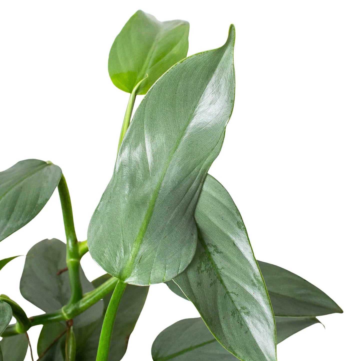 Philodendron Silver Sword | Live Plant for Indoor & Outdoor | for Living Room, Office, Bathroom | (4" Pot)