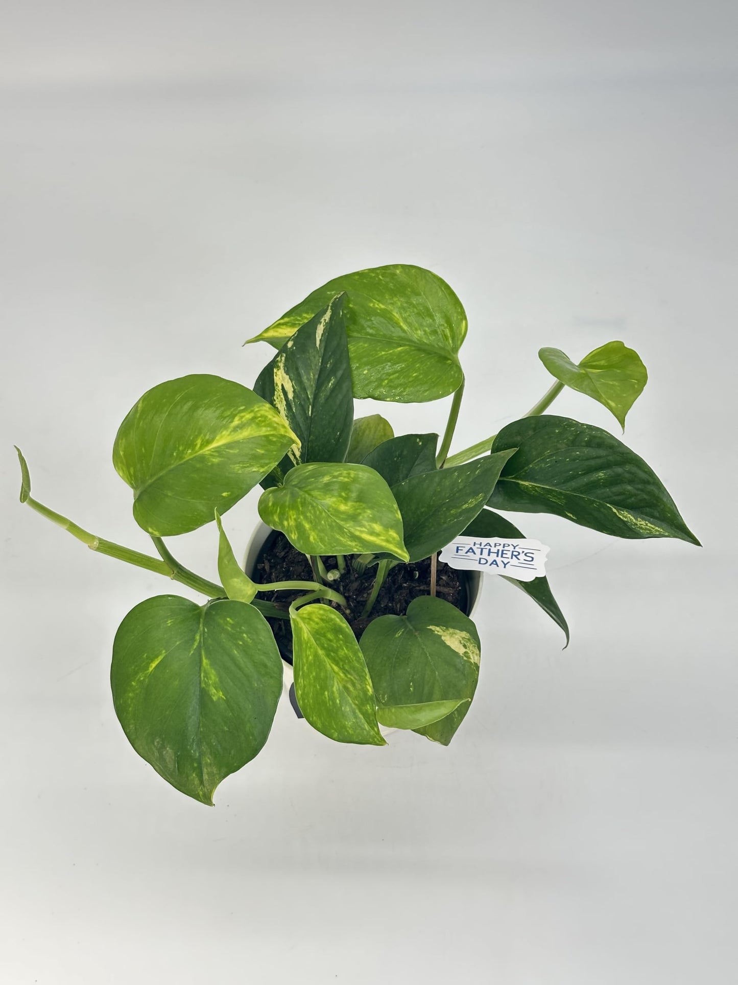 Live Pothos Vining Plant in 5” White Duo-Tone Decorative Metal Pot | Indoor Houseplant, Easy Care| Low Maintenance Plant, Air-Purifying Houseplants